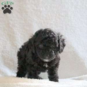 Midnight, Cavapoo Puppy
