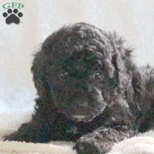 Midnight, Cavapoo Puppy