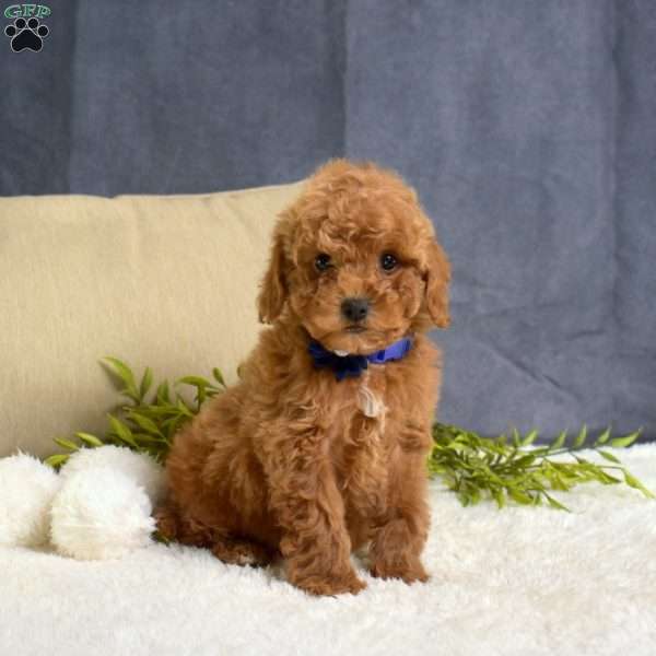 Miles, Toy Poodle Puppy