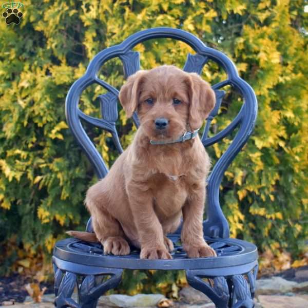 Miles, Labradoodle Puppy