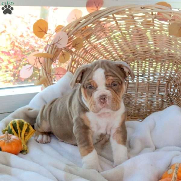 Miles, EngAm Bulldog Puppy