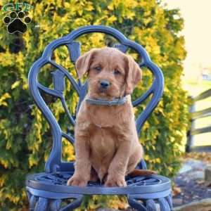Miles, Labradoodle Puppy