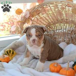 Miles, EngAm Bulldog Puppy