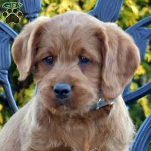 Miles, Labradoodle Puppy