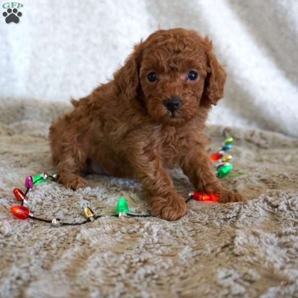 Miles, Toy Poodle Puppy