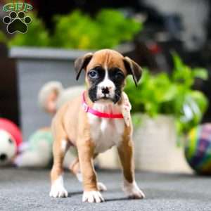 Millie, Boxer Puppy
