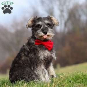 Millie, Miniature Schnauzer Puppy