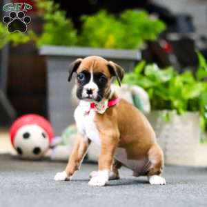 Millie, Boxer Puppy