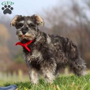 Millie, Miniature Schnauzer Puppy