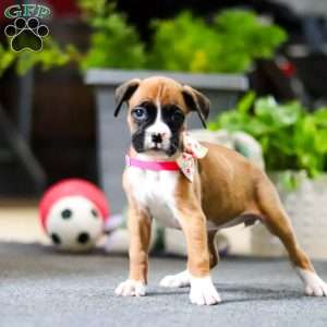 Millie, Boxer Puppy