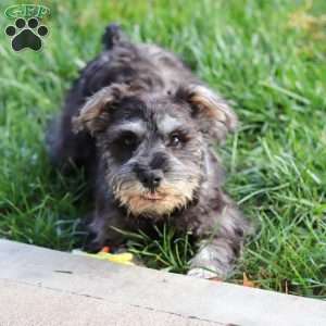 Millie, Miniature Schnauzer Puppy