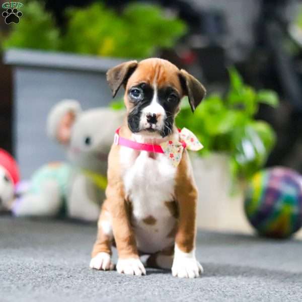 Millie, Boxer Puppy