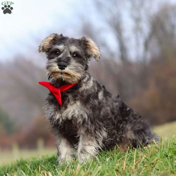 Millie, Miniature Schnauzer Puppy