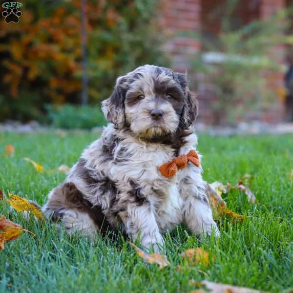 Milo, Newfypoo Puppy