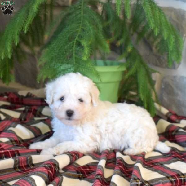 Milo, Bichon Frise Puppy