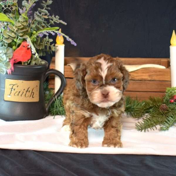 Milo, Shih-Poo Puppy