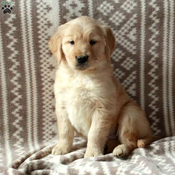 Milo, Golden Retriever Puppy