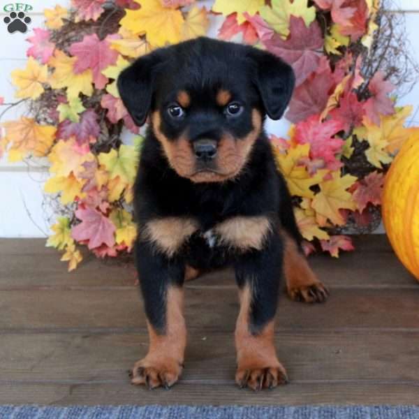 Milo, Rottweiler Puppy
