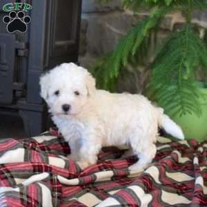 Milo, Bichon Frise Puppy