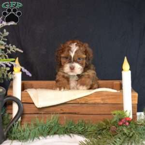 Milo, Shih-Poo Puppy