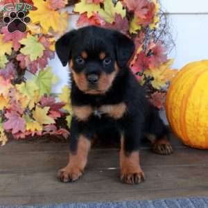 Milo, Rottweiler Puppy