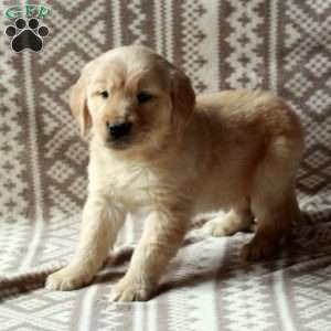 Milo, Golden Retriever Puppy