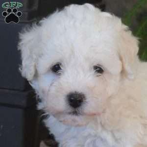 Milo, Bichon Frise Puppy