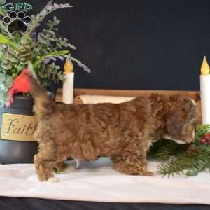 Milo, Shih-Poo Puppy