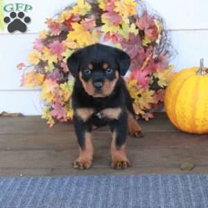 Milo, Rottweiler Puppy