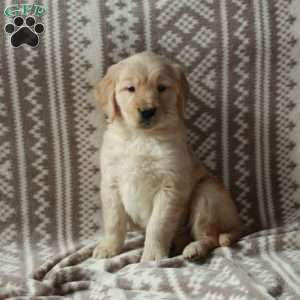 Milo, Golden Retriever Puppy