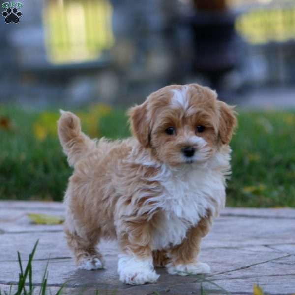 Milo, Maltipoo Puppy