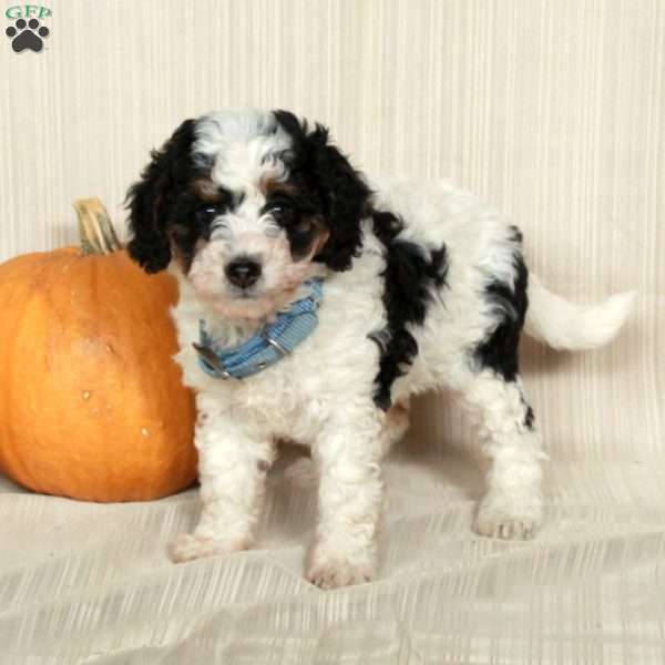 Mindy, Mini Bernedoodle Puppy