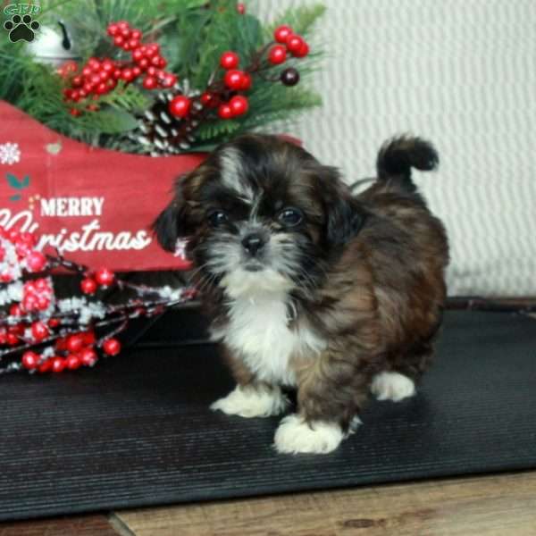 Mindy, Shih Tzu Puppy