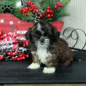 Mindy, Shih Tzu Puppy