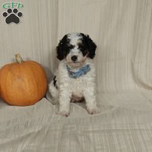 Mindy, Mini Bernedoodle Puppy