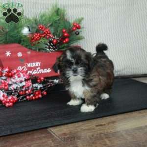Mindy, Shih Tzu Puppy