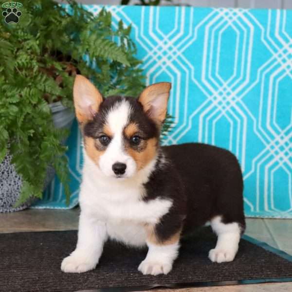 Mindy, Pembroke Welsh Corgi Puppy