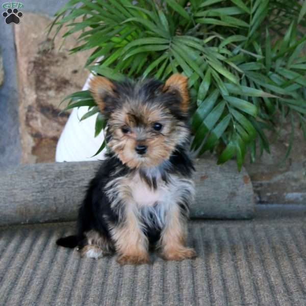 Mindy, Yorkie Puppy