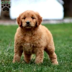 Mindy, Goldendoodle Puppy