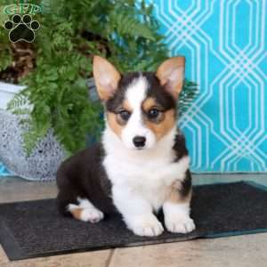 Mindy, Pembroke Welsh Corgi Puppy