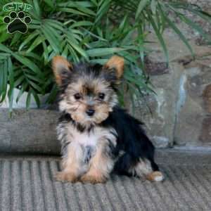 Mindy, Yorkie Puppy
