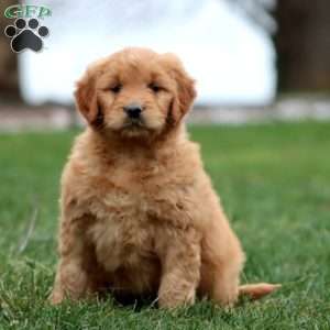 Mindy, Goldendoodle Puppy