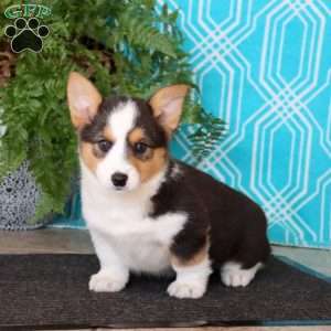 Mindy, Pembroke Welsh Corgi Puppy