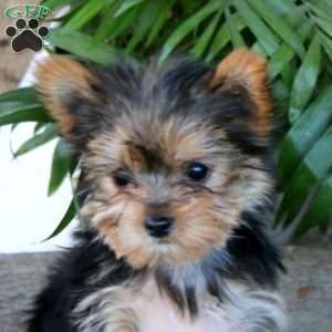 Mindy, Yorkie Puppy