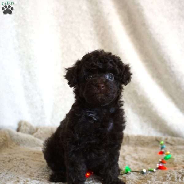 Mindy, Toy Poodle Puppy
