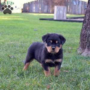 Minnie, Rottweiler Puppy
