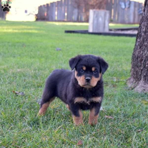 Minnie, Rottweiler Puppy