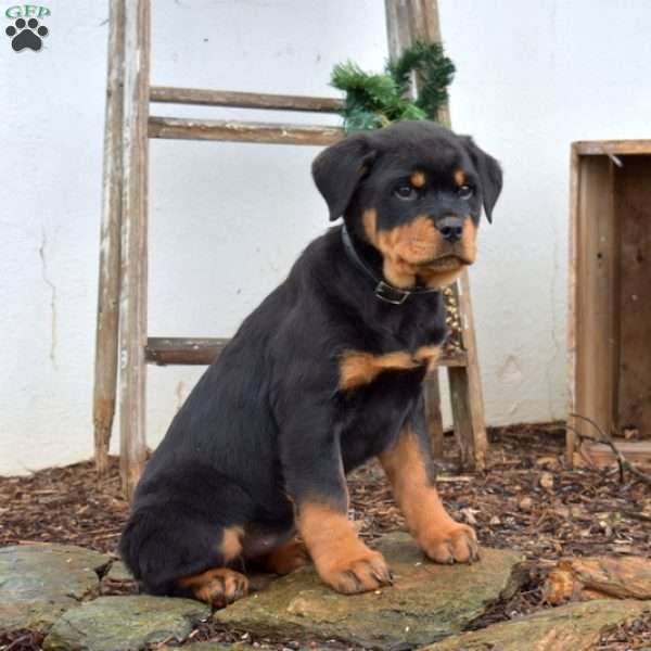 Minnie, Rottweiler Puppy