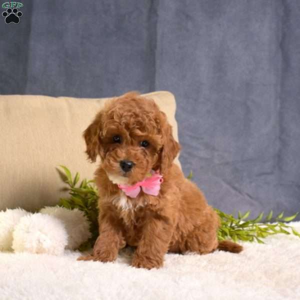 Minnie, Toy Poodle Puppy