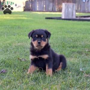 Minnie, Rottweiler Puppy